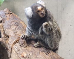 2C-klases-isvyka-i-Zoopark-6