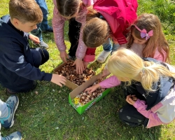 Akcija-„Padovanok-mokyklai-tulpe-arba-narciza-5